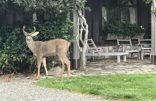 Vashon Island Maison | The Coach House at Wildwood (Animaux acceptés)