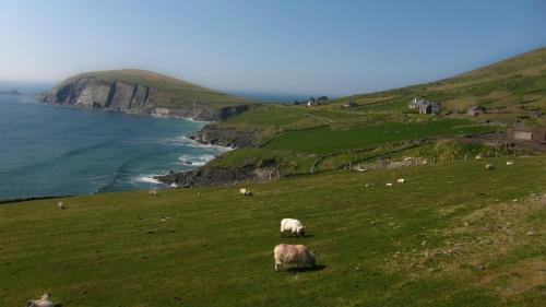 Dingle Maison | The Dingle Pub Rooms