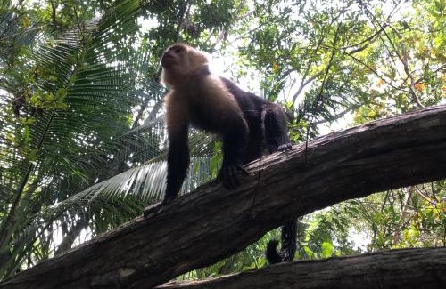 Platanillo Appartement | The Elements Costa Rica Nature Lodges