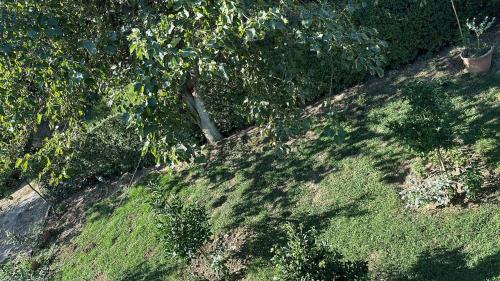Tirana Maison | The Garden