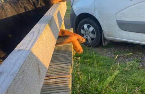 Dungarvan Maison | The Getaway - The Peregrine - Luxury Pet Friendly Glamping Cabin