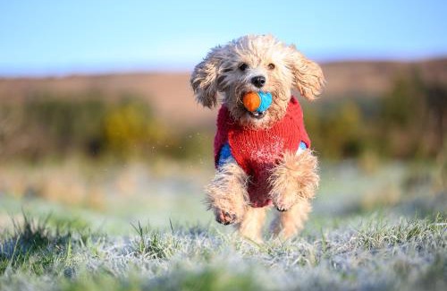 Dungarvan Maison | The Getaway - The Red Kite - Pet Friendly Luxury Glamping Cabin