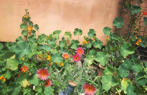 Kfar Hoshen Maison | the Meshushe