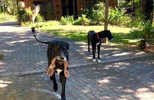 Nelspruit Appartement | The Owls Thatch Guestcottage