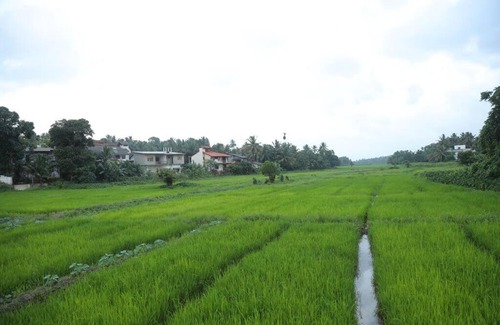 Homagama Maison | The Paddy