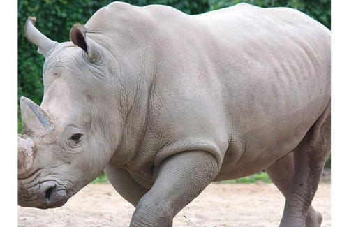 Turkey Street Appartement | The Rhinos 2
