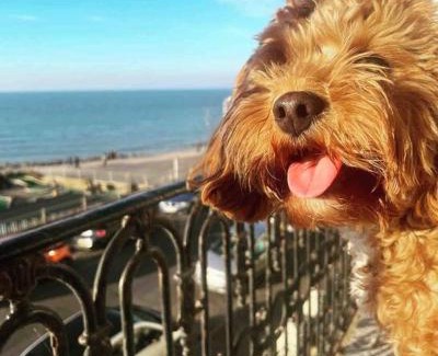 Margate Appartement | The Terrace At Westbrook - Pet friendly