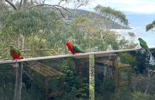 Wye River Maison | The Treehouse. Bright Beach House Overlooking the Ocean. 2min Walk to the Beach!