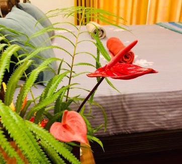 Bandaranayake Maison | The Tropical Hideout