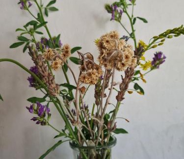 Robertson Maison | The Wildflower