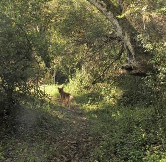 Buffalo Hills Game Reserve Appartement | Thornybush, Bridge Cottage