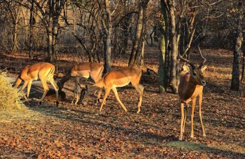 Phalaborwa Cabine | Tintshaba Safaris