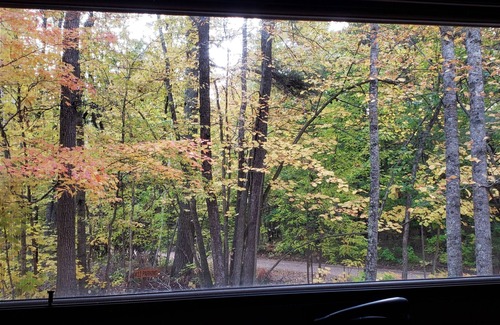 Nevis Cabine | Tiny cabin in towering pines, with lake view. Pets accepted!