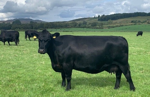 Murthly Cottage | Traditional Bothy Accommodation
