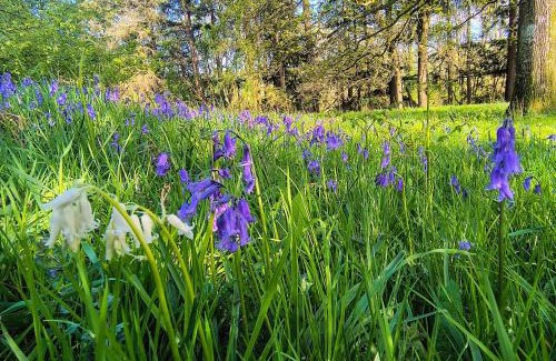 Llandovery Appartement | Tranquil getaway near Brecon Beacons