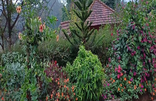 Kaimane Maison | TripThrill Jungle Side Homestay