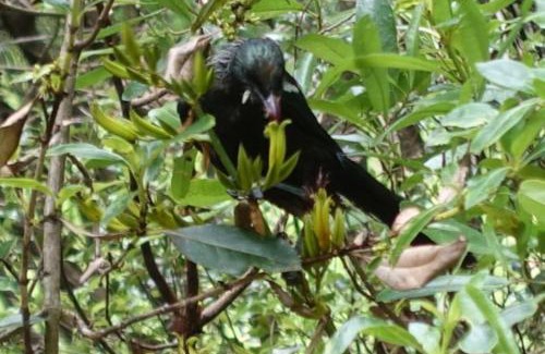 Tauranga Maison | Tropical Avocado Orchard Escape Ohauiti