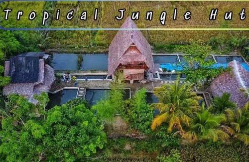 Bohorok Maison | Tropical Jungle lodge & Jungle trekking