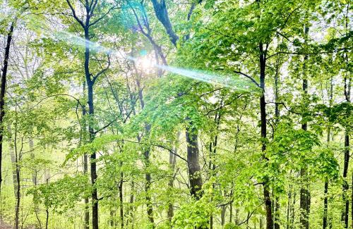 Tullahoma Maison | Turkey Creek Cabin Rentals #1 at Tims Ford lake Tullahoma