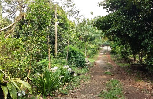 Laem Klat Maison | Deux cottages climatisés pratiques dans une ferme fruitière avec durian, mangoustan