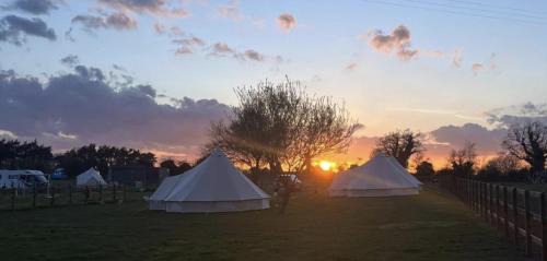 Horstead Autre | Two Jays Farm