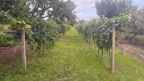 Drnholec Maison | Ubytování U Kocábů