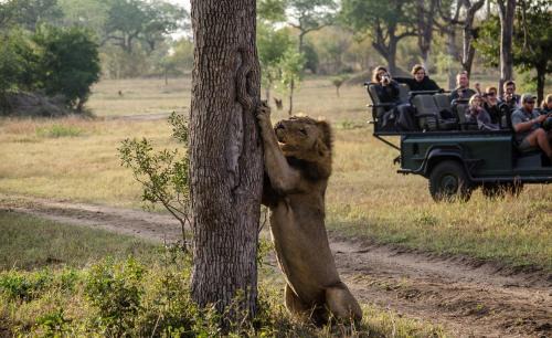 Kruger National Park Cabine | Umkumbe Safari Lodge Riverside