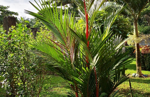 Parrita Appartement | Appart'hôtel unique entouré par la nature à seulement 5 km de l'océan.