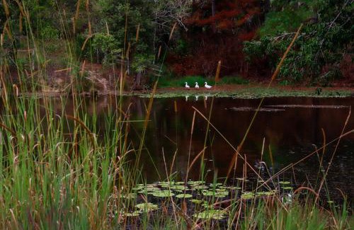 Ridgewood Maison | Unique Farm Escape in the Sunshine Coast Hinterland