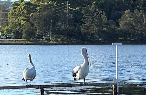 Narrabeen Maison | Unique Lagoon Oasis at Beach