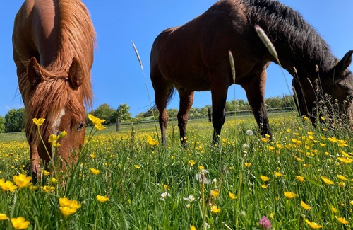 Leutershausen Appartement | Appartement de vacances pour 6 personnes avec 95m² à Leutershausen (130476)