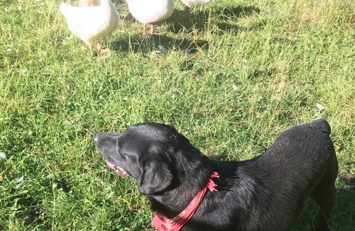 Leutershausen Appartement | Appartement de vacances pour 6 personnes avec 95m² à Leutershausen (130476)