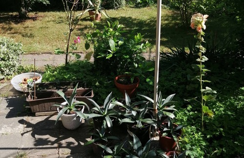 Sassnitz Appartement | Vacation apartment/apartment for 4 guests with 65m² in Sassnitz (153471)