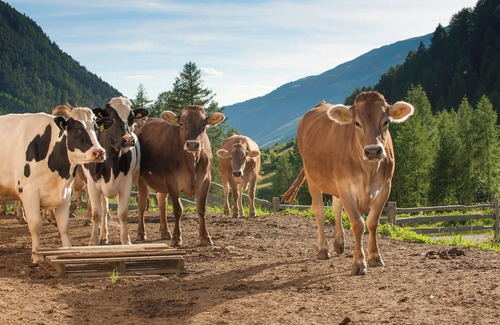 Malles Venosta Appartement | Vacances à la ferme de montagne dans le Tyrol du Sud, Vinschgau, dans le Matschertal vierge