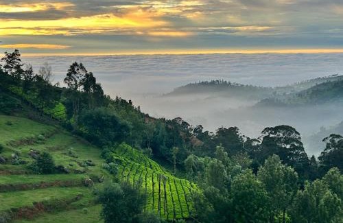 Ooty Lit Et Petit-Déjeuner | Vanam Holidays