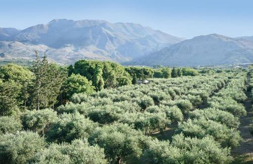 Asprouliani Appartement | Vardis Olive Garden