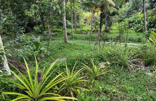 Kirantidiya Maison | Vegan Nature Resort
