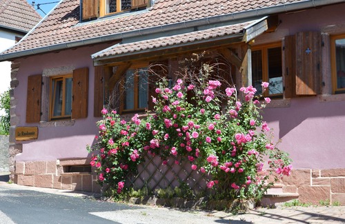 Thannenkirch Maison | Très jolie maison , jardin ,garage.Cocooning!Proche de Ribeauville. La Randonnée