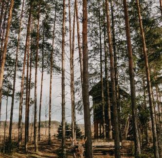 Pedvale Maison | Viking house in the tree! Jacuzzi, Sauna,apkure!