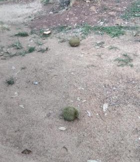 Kampung Paya Rumput Maison | Villa D Kebun