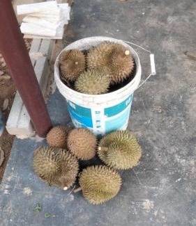 Kampung Paya Rumput Maison | Villa D Kebun