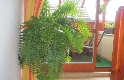Smizany Maison | Villa Elena