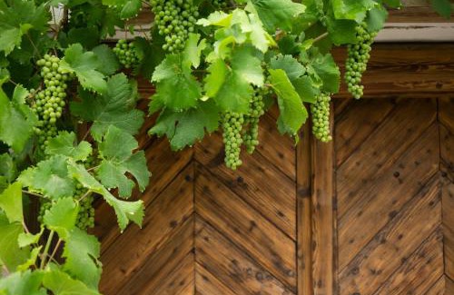 Hegymagas Maison | Vinonima Vendégház