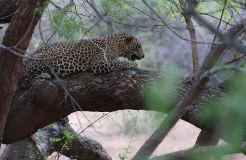 Kataragama Cabine | Wadula Safari - Yala