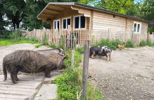 Stevensbeek Chalet De Ski | Waking up among the grunting pigs