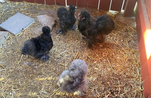 Tynan Maison | Welcome To Rancho La Valentina,Private Pond, farm animals and Beautiful Cliff!