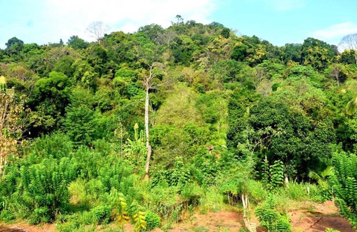 Laggala-Pallegama Maison | Wingate Hotel Wilgamuwa