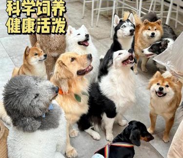 Nanshan Maison | Woah Puppy Home Guesthouse Woah小狗之家民宿