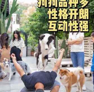Nanshan Maison | Woah Puppy Home Guesthouse Woah小狗之家民宿