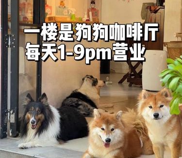 Nanshan Maison | Woah Puppy Home Guesthouse Woah小狗之家民宿
